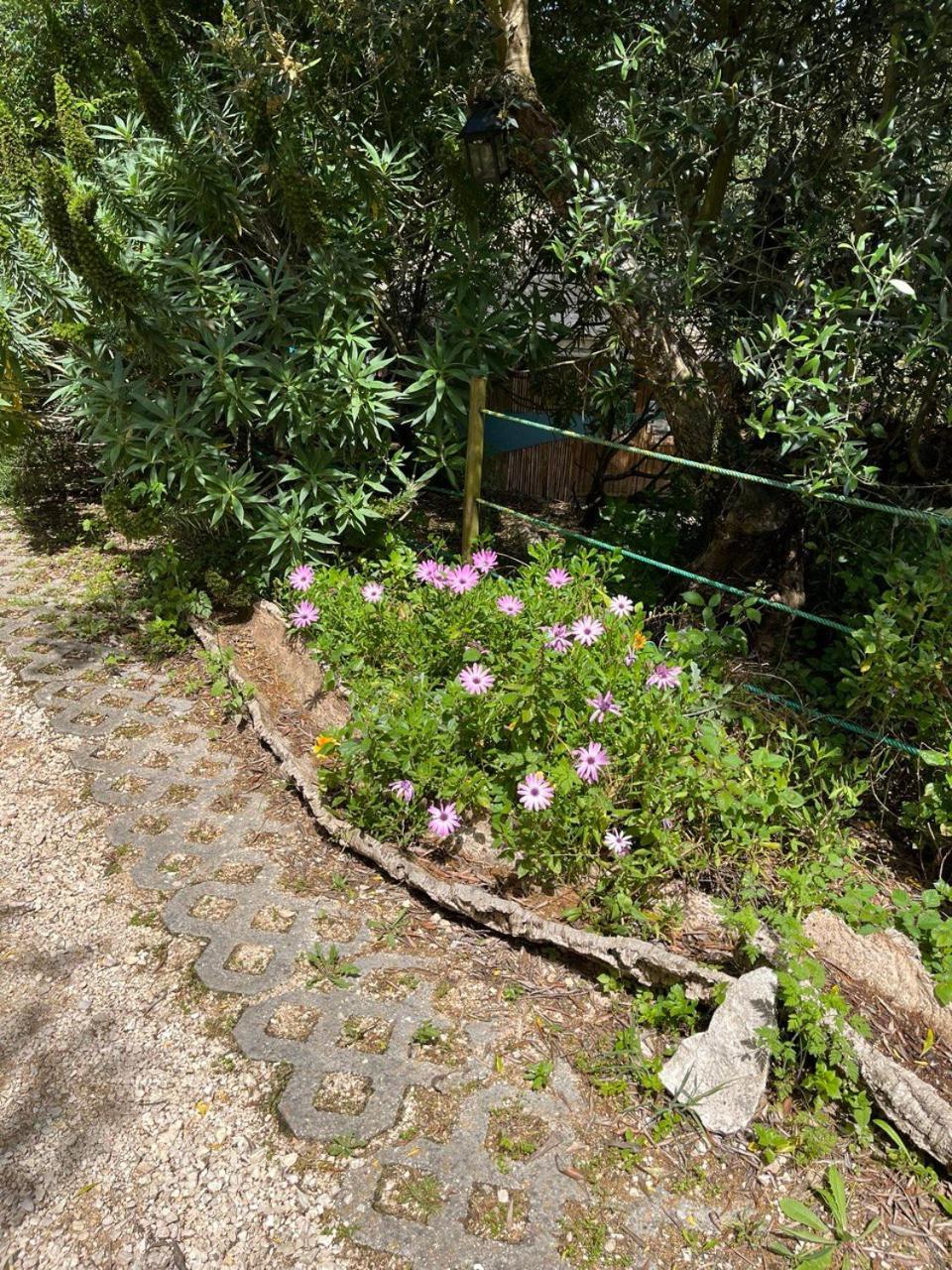 Quinta Laranja - Turismo Rural - Alvorninha Exterior foto